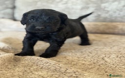 Cockapoo dogs for sale: BEAUTIFUL MERLE COCKER POO PUPPIES, HEALTH TESTED - Image 22