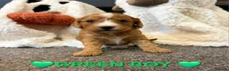 Cockapoo dogs for sale: 🌟F1 miniature health tested cockapoos🌟 - Advert 10