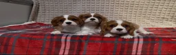 Cavalier King Charles Spaniel dogs for sale: STUNNING CAVALIER KING CHARLES BOYS  - Advert 5