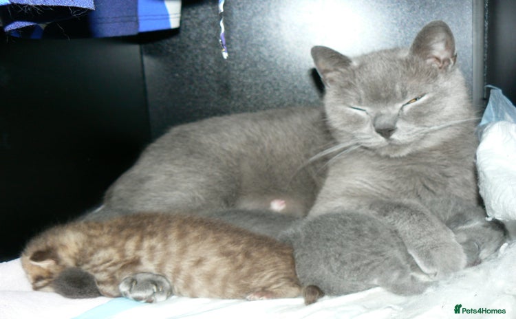British Shorthair cats - Advert 13