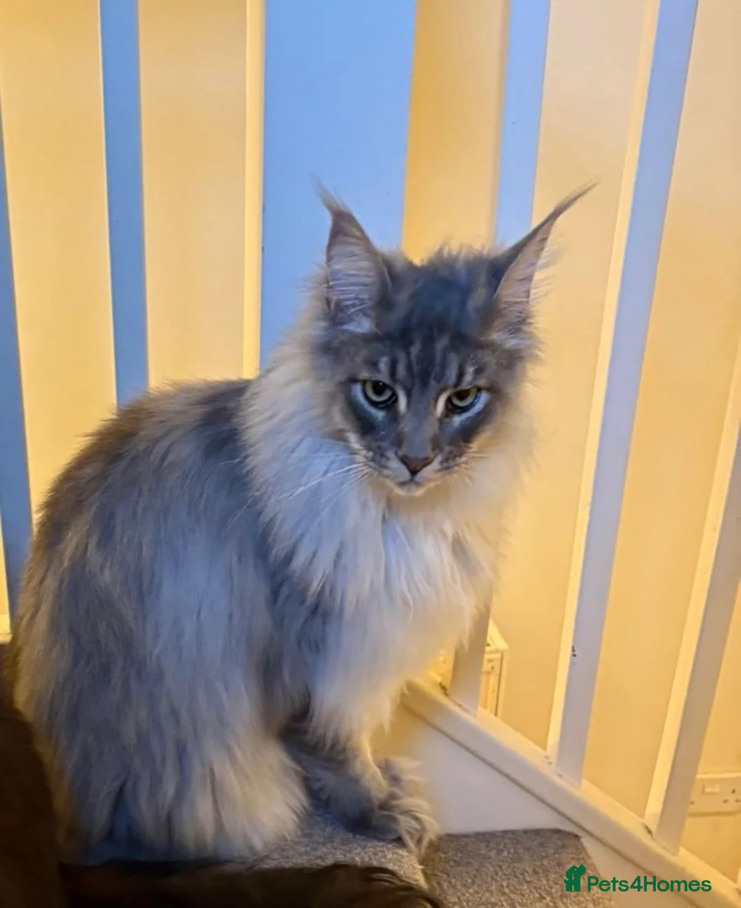 Maine Coon cats for sale: Male Maine Coon  - Advert 2
