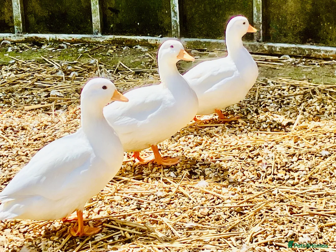 Ducks poultry for sale: Call Ducks  - Advert 1