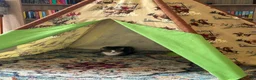 Domestic Shorthair cats for sale: 1 year old cat  in Cockermouth - Advert 2