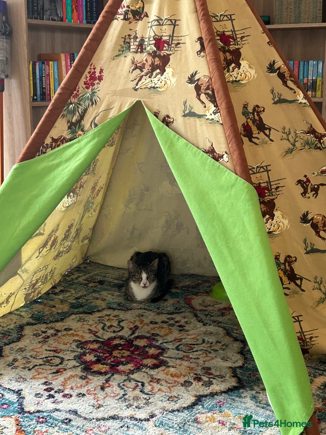 Domestic Shorthair cats for sale: 1 year old cat  in Cockermouth - Advert 2