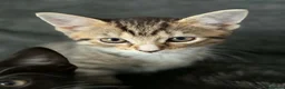 Bengal cats for sale: Bengal mix bread kittens  - Advert 10