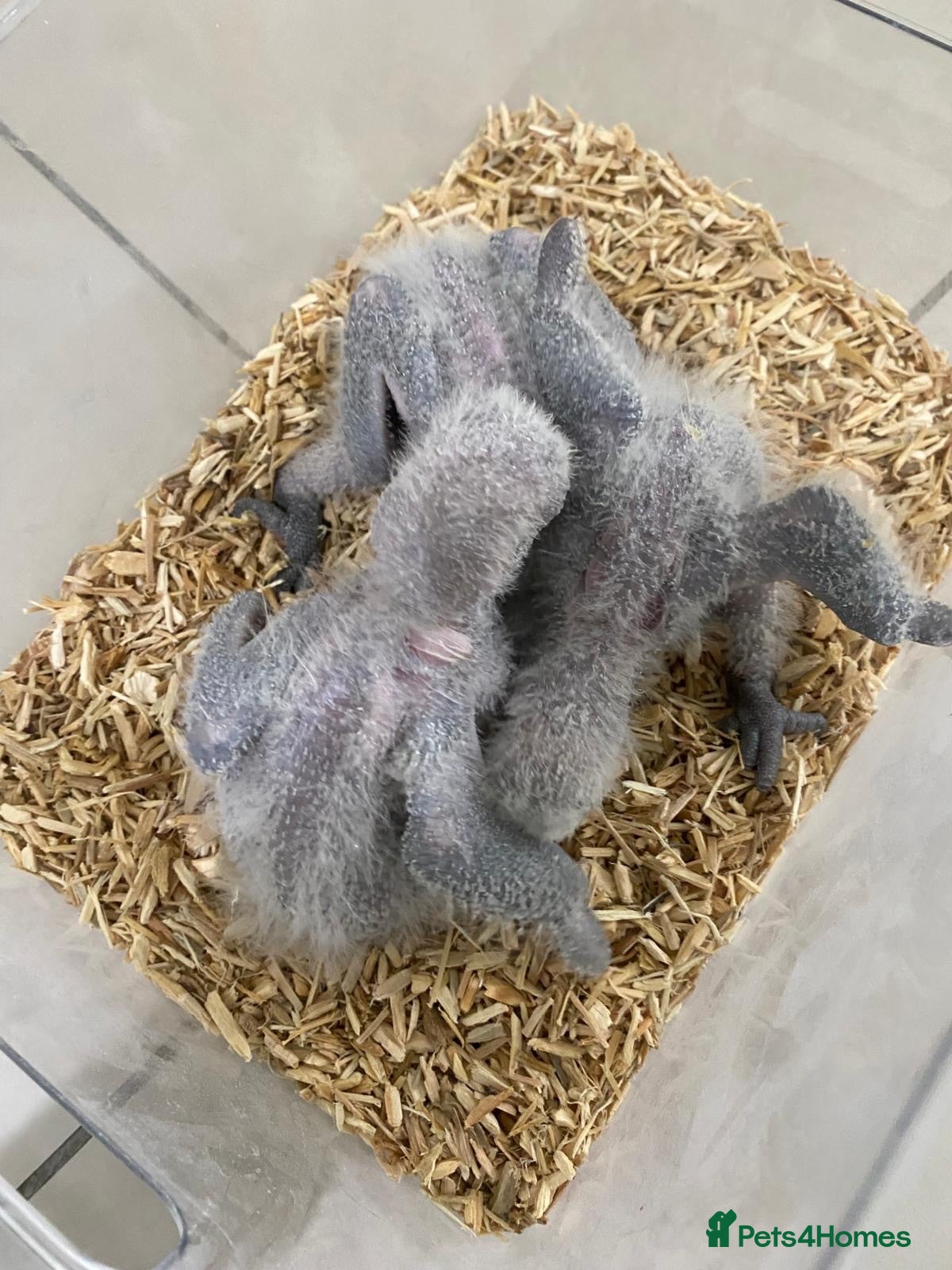 Parrots birds Super tame- cuddly Africangrey babies - Advert 2