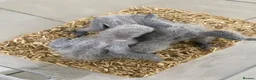 Parrots birds for sale: Super tame- cuddly Africangrey babies - Advert 1