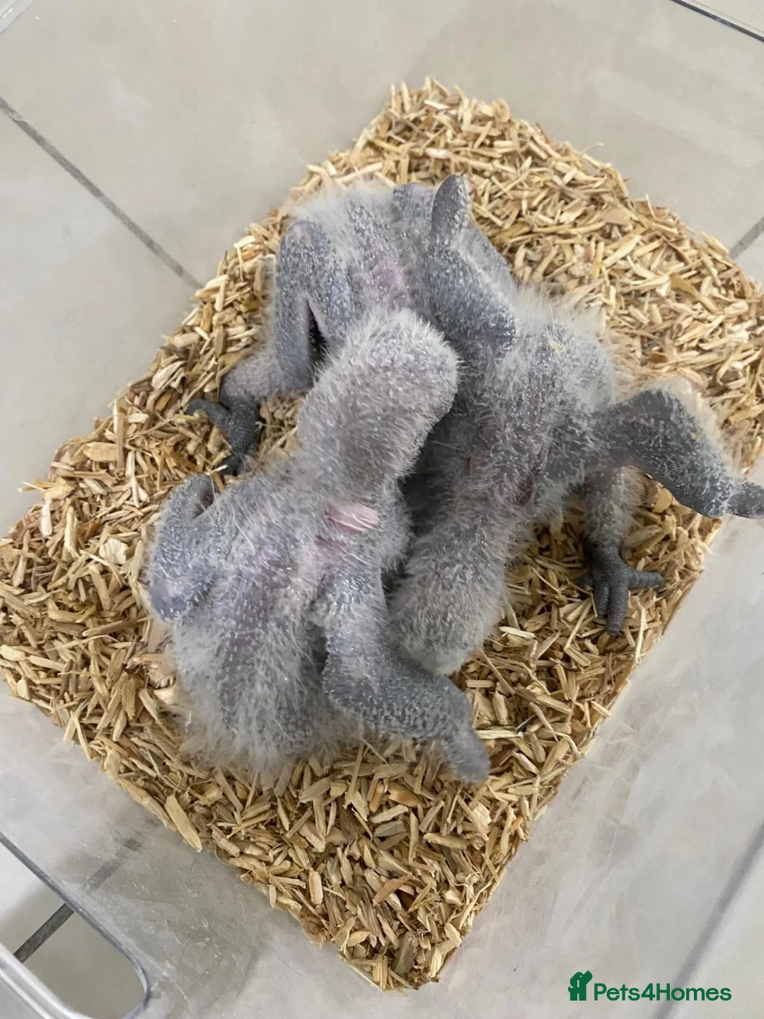 Parrots birds for sale: Super tame- cuddly Africangrey babies - Advert 1