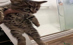 Domestic Shorthair cats for sale: 1 Gorgeous baby male Tiger left  - Image 5