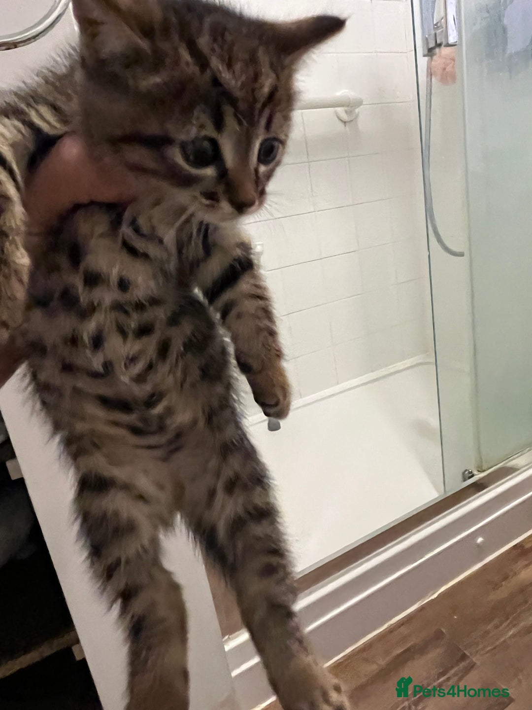 Domestic Shorthair cats for sale: 1 Gorgeous baby male Tiger left  - Image 5