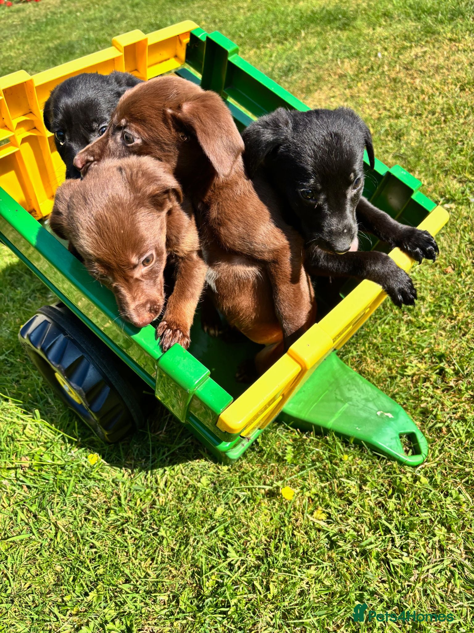 Cockerdor dogs Cockerdor puppies - Advert 13