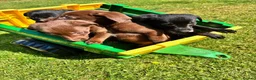 Cockerdor dogs for sale: Cockerdor puppies in Carlisle - Advert 1