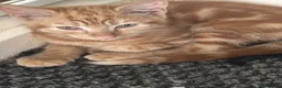 Mixed Breed cats for sale: 6 beautiful kittens  in Nottingham - Advert 12