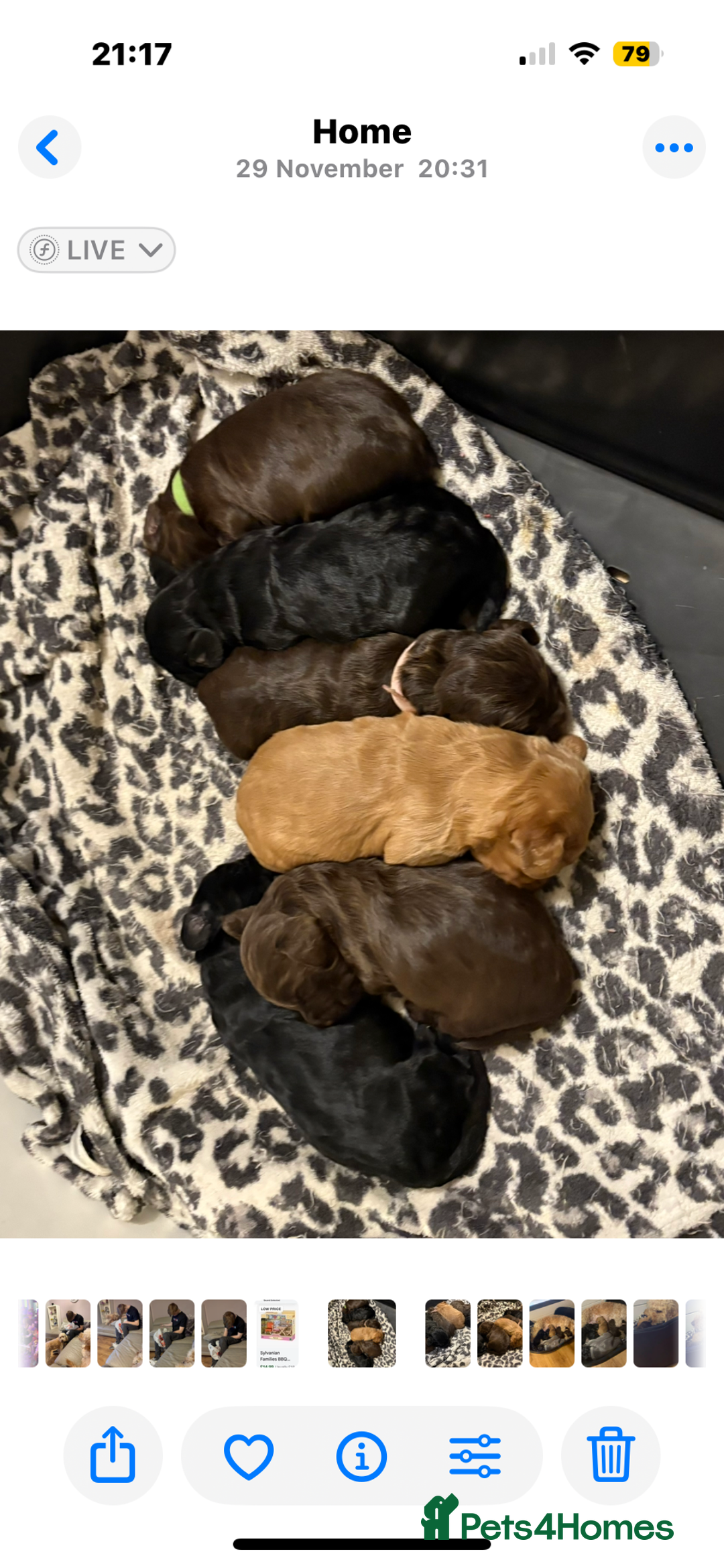 Cockapoo dogs for sale: Beautiful F1b cockapoos  - Advert 10