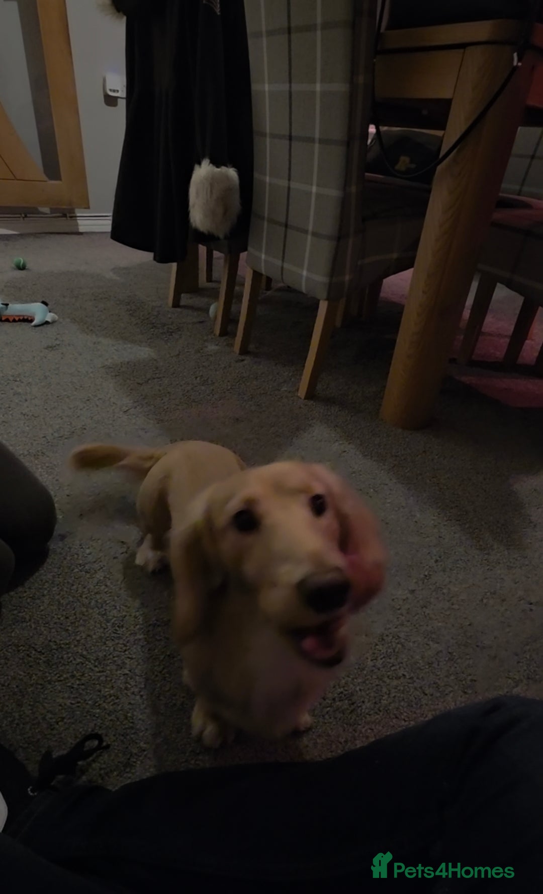 Dachshund dogs for sale: Long Haired Cream Dachshund - Advert 3