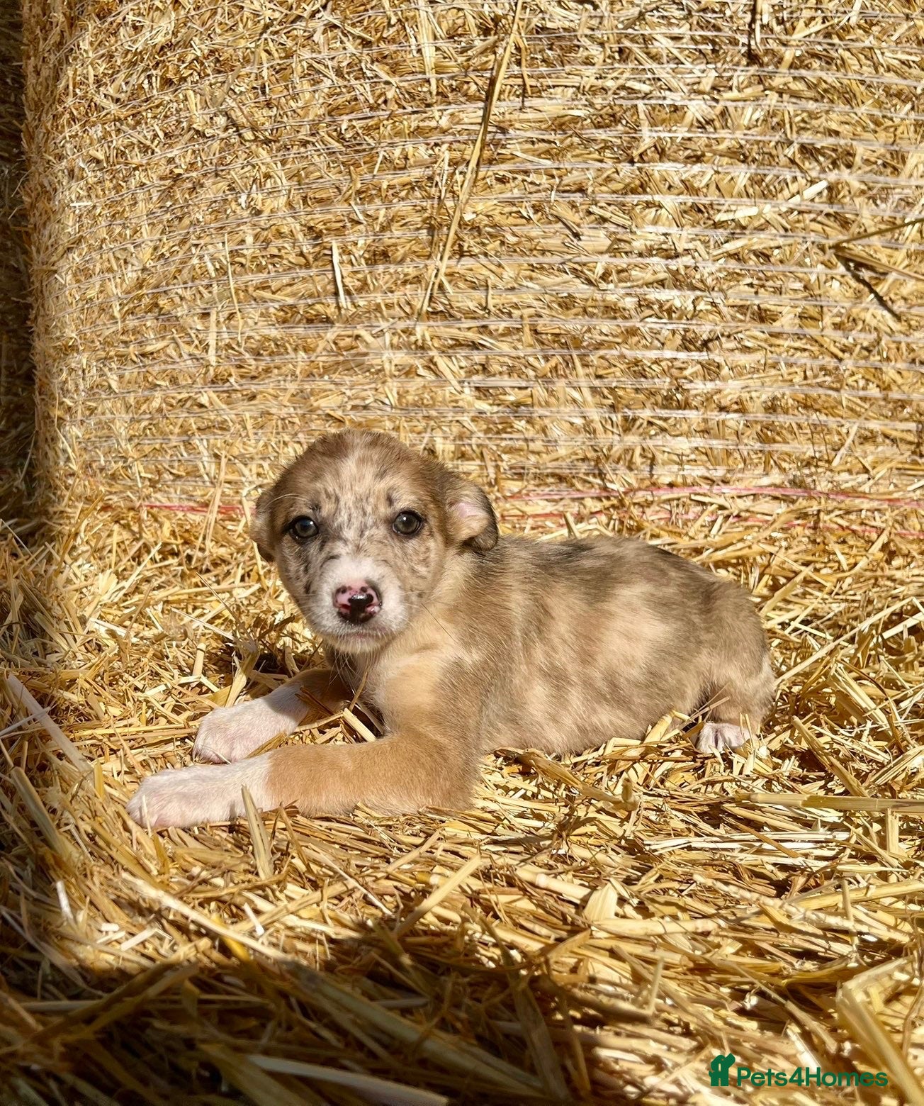 Border Collie dogs Stunning collie puppies for sale - Advert 2