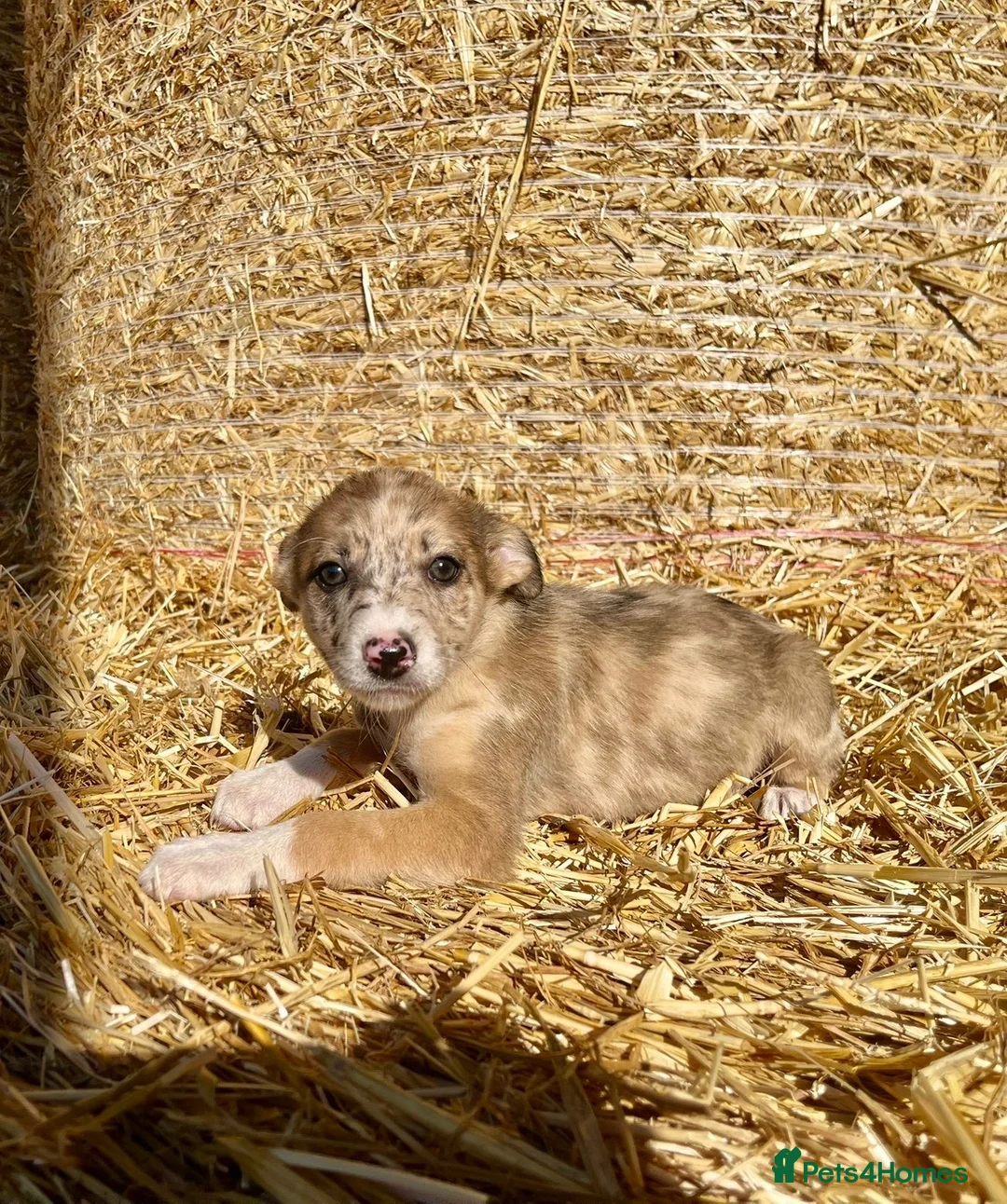 Border Collie dogs for sale: Stunning collie puppies for sale - Advert 2