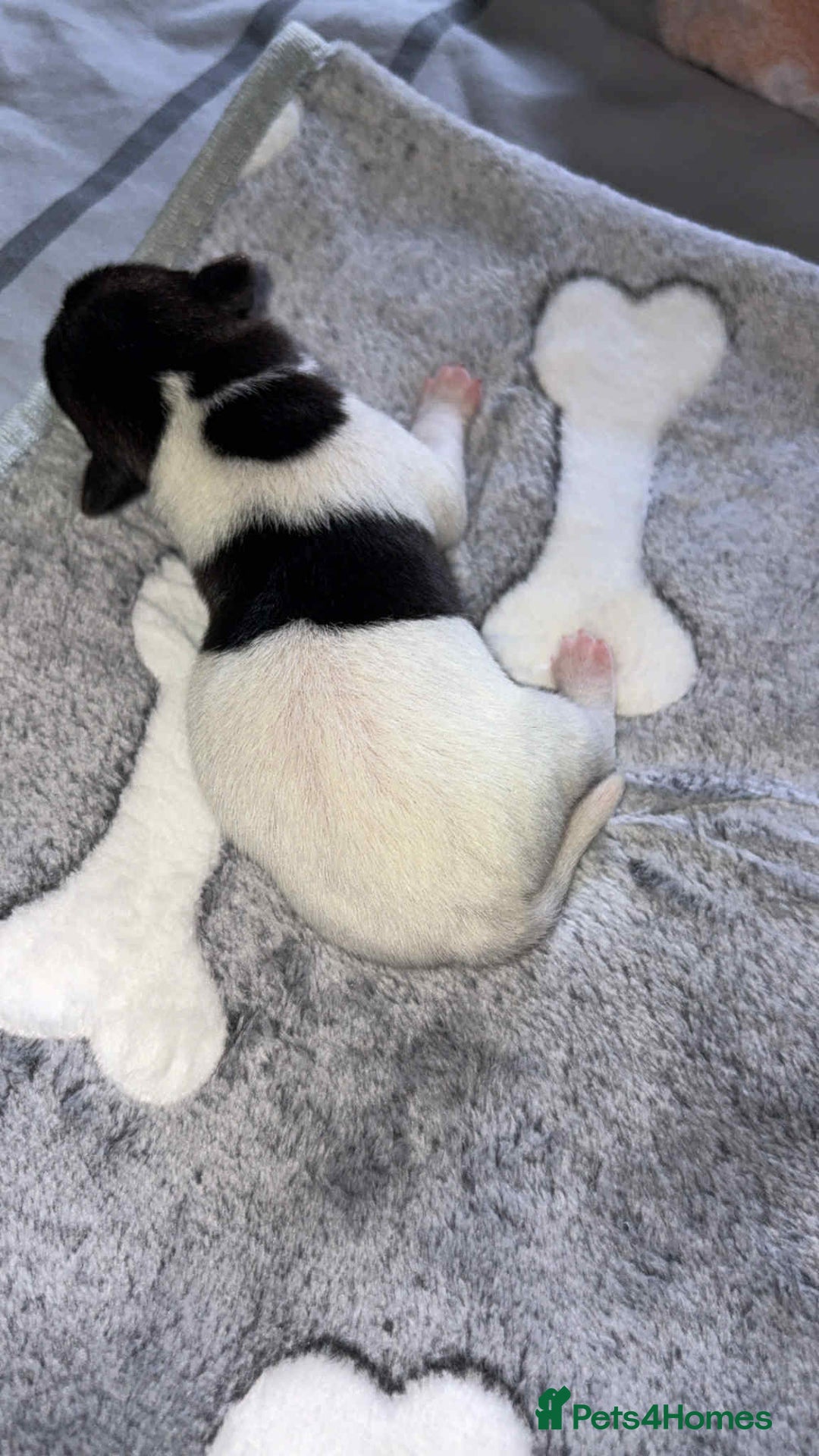 Jack Russell dogs for sale: Jack russell puppies  - Image 5