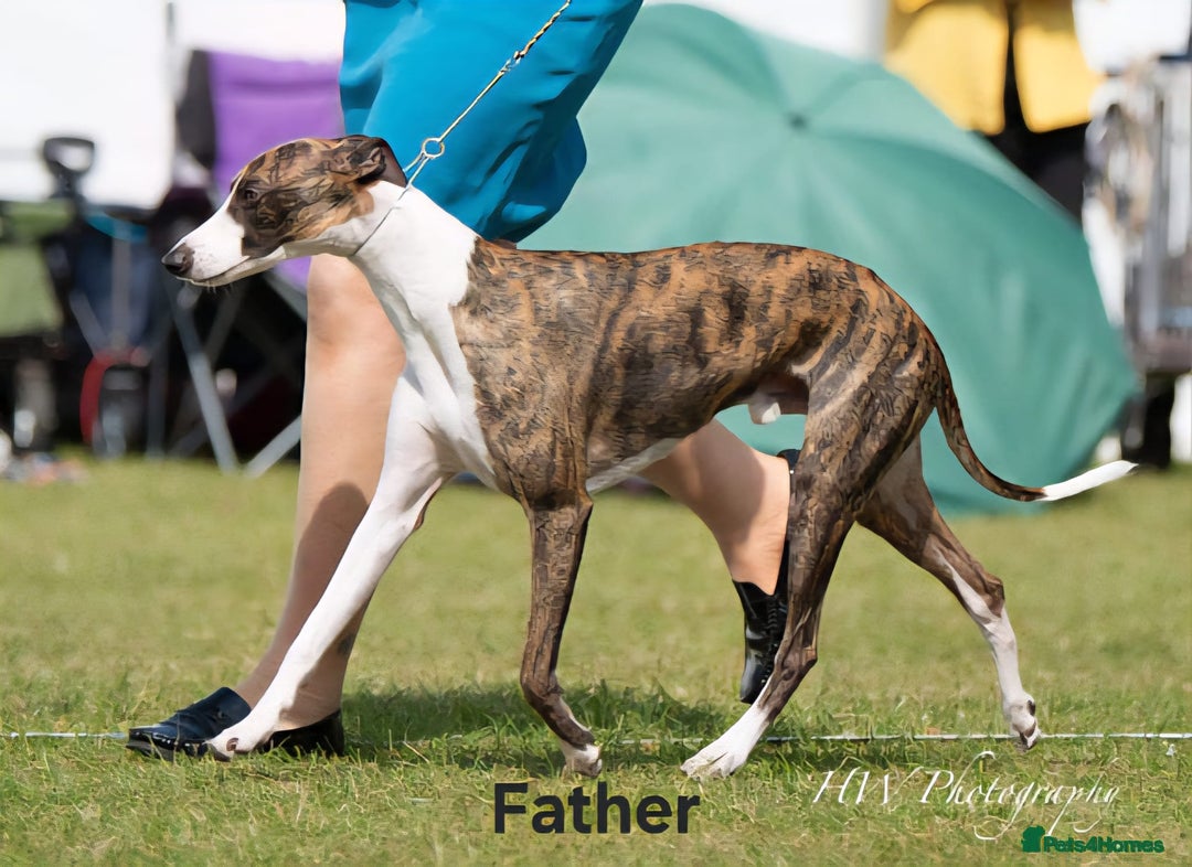 Whippet dogs for sale: *LAST MALE PUPPY* Beautiful KC Registered Puppies - Image 21