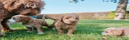 Goldendoodle dogs for sale: WAITING LIST OPEN - AUSSIE DOODLES  - Advert 34