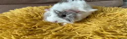 Guinea Pig rodents for sale: Gorgeous baby Guinea Pigs - Advert 10
