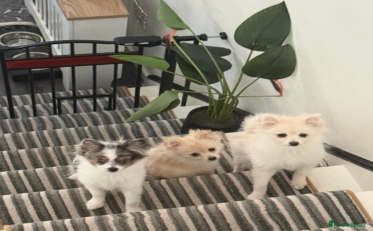 Pomeranian dogs in London - Advert 4