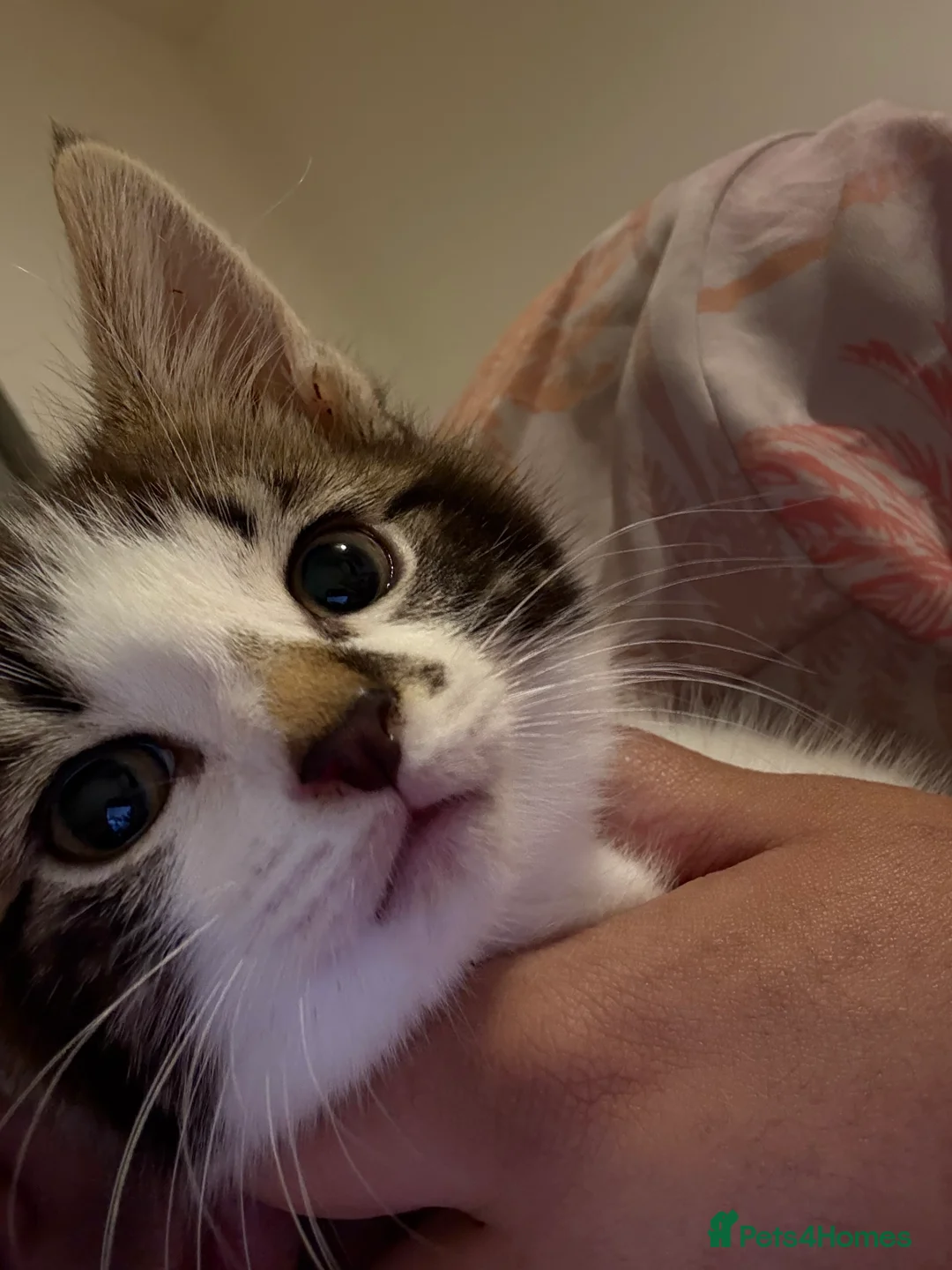 Mixed Breed cats for sale: Kittens 🐈‍⬛  - Advert 2