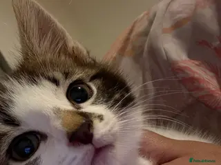 Mixed Breed cats Kittens 🐈⬛ NEED GOING ASAP - Advert 10