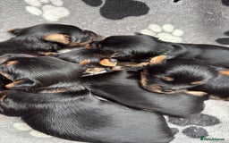 Yorkshire Terrier dogs for sale: Yorkshire terrier puppy  - Advert 22