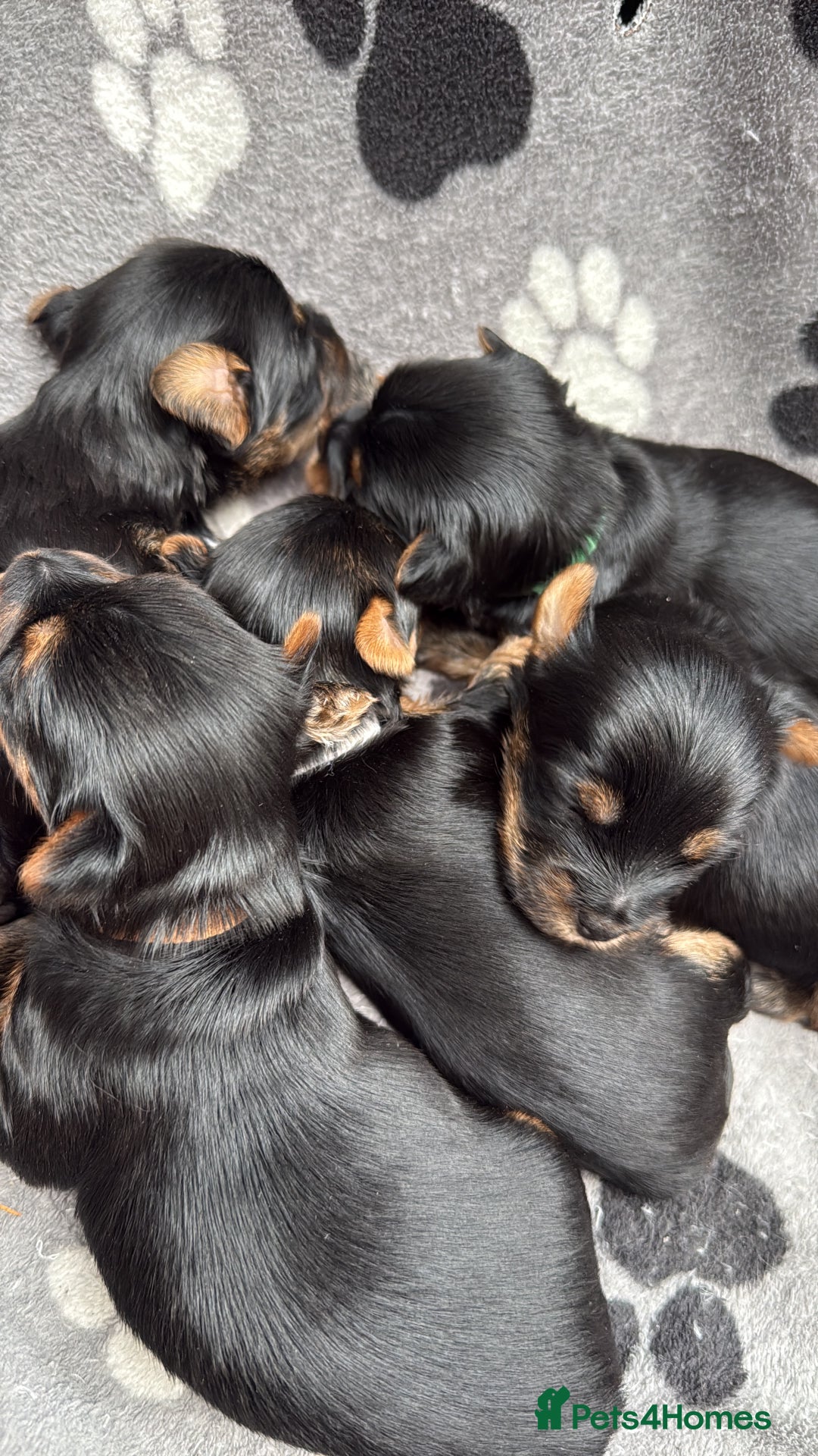Yorkshire Terrier dogs for sale: Yorkshire terrier puppy  - Advert 22