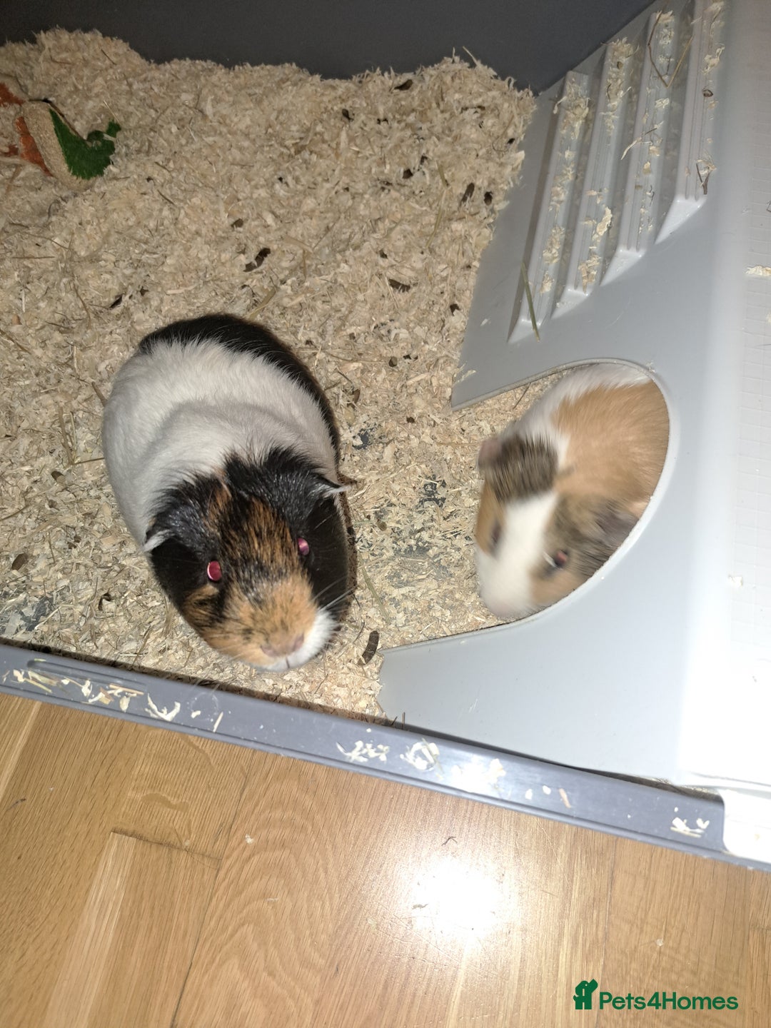 Guinea Pig rodents for sale: Guinea pigs - Advert 2