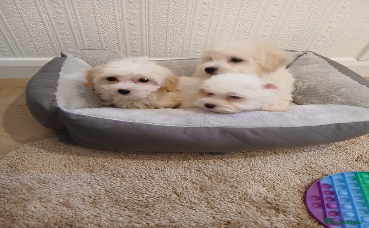 Maltipoo dogs - Advert 7
