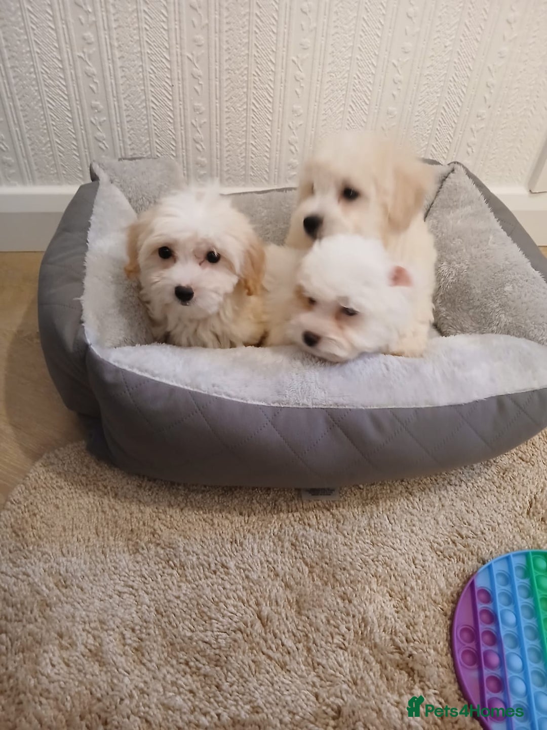 Maltipoo dogs for sale: Maltipoo puppies boy and girl available  - Image 2