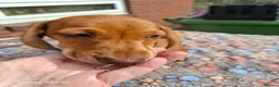 Miniature Dachshund dogs for sale: Gorgeous  dapple miniature dachshund boy  - Advert 3