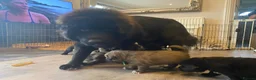 Tibetan Mastiff dogs for sale: Stunning Tibetan Saint Puppies - Ready to go! - Advert 35