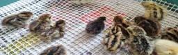 Quail poultry for sale: Coturnix quail chics  - Advert 4