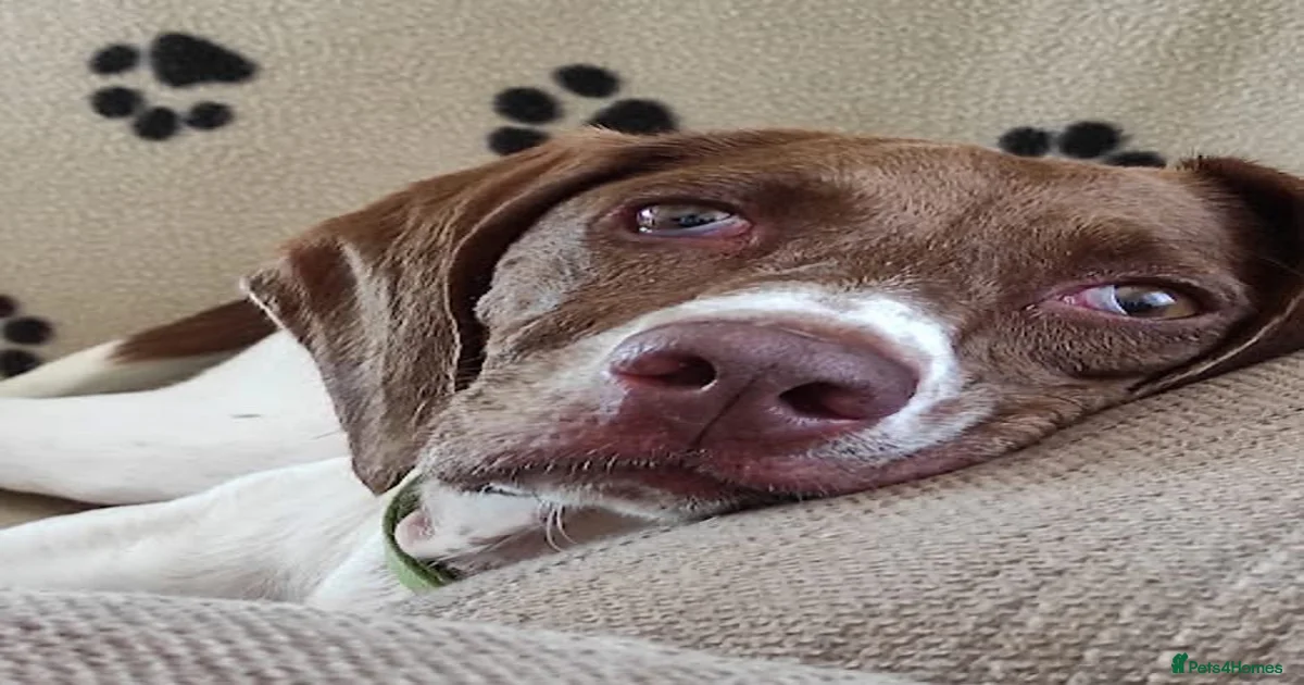 Mixed Breed Dogs for adoption in England | Pets4Homes