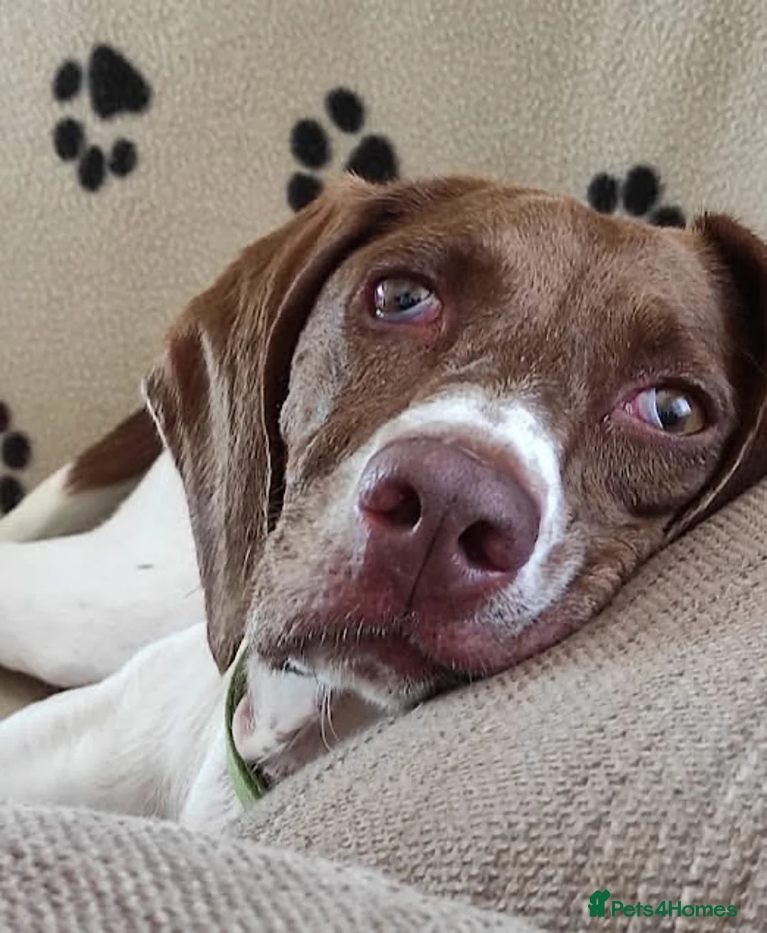 Mixed Breed dogs for adoption: Flora the sweet 4 year old pointer X  in East Grinstead - Advert 1