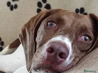 Mixed Breed dogs Flora the sweet 4 year old pointer X - Advert 13