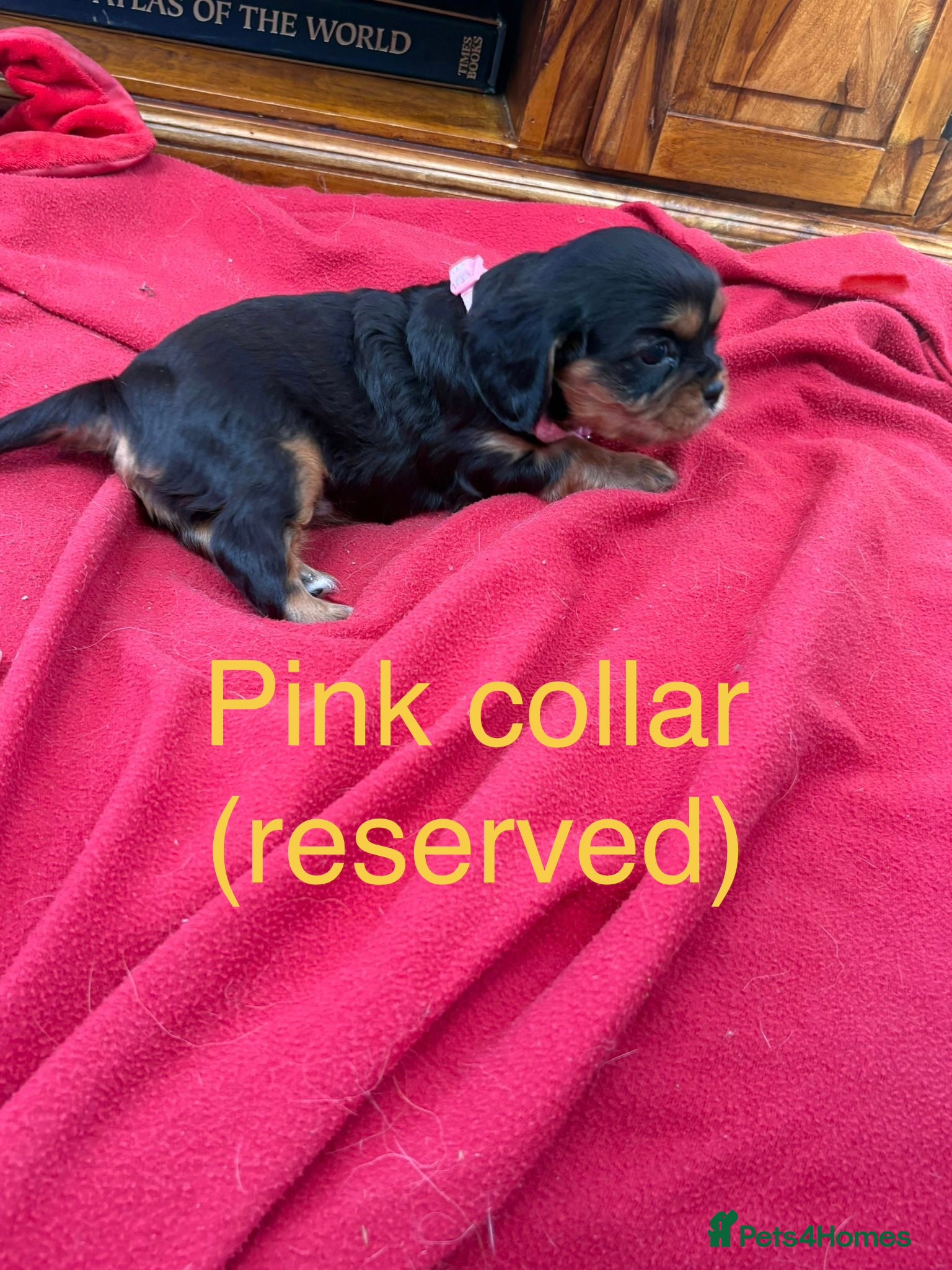 Cavalier King Charles Spaniel dogs Stunning Cavalier King Charles Puppies - Advert 2