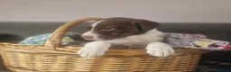Borador dogs for sale: Adorable borderdor puppies - Advert 8