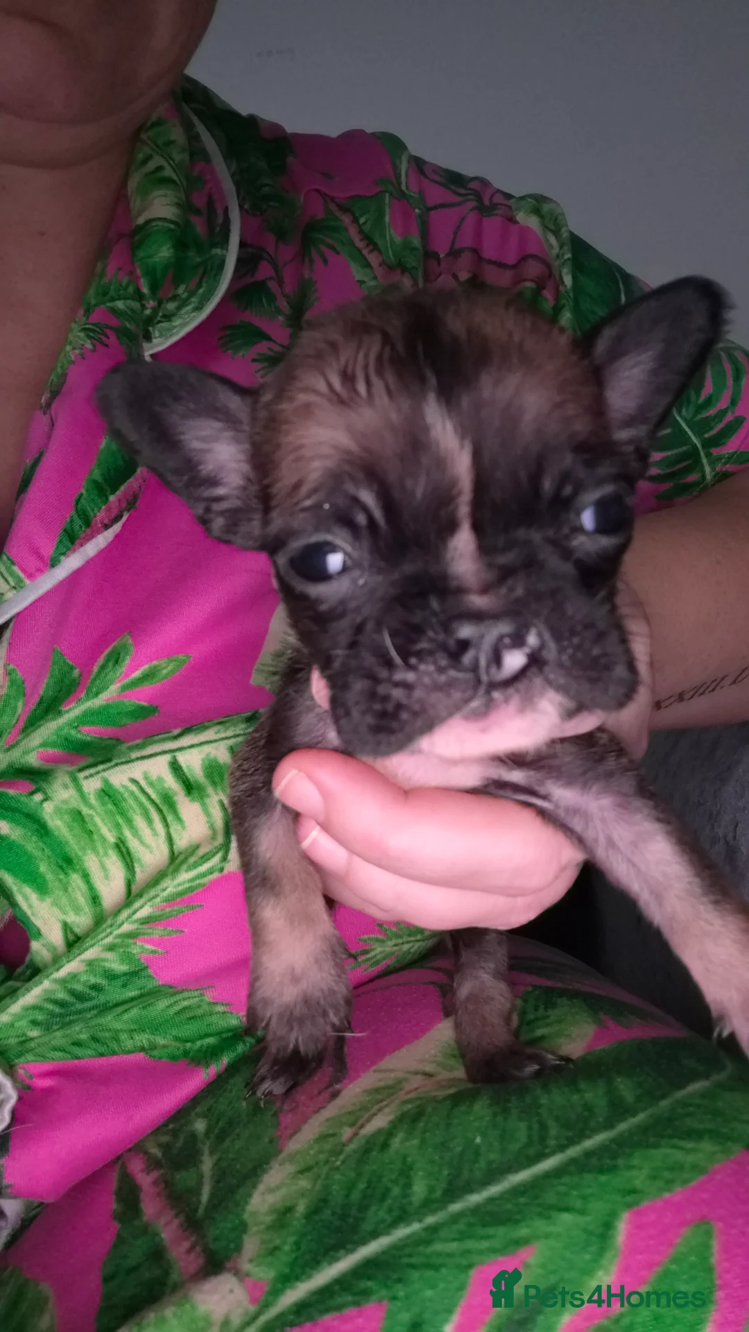 Mixed Breed dogs for sale:  Female Hybrid Bulldog Pups - Advert 2