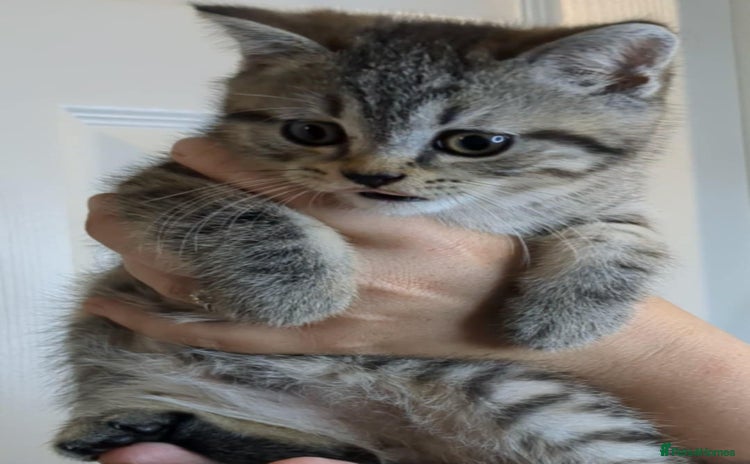 British Shorthair cats - Advert 2