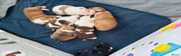 Staffordshire Bull Terrier dogs for sale: Staffordshire bull terrier puppies in Worksop - Advert 36