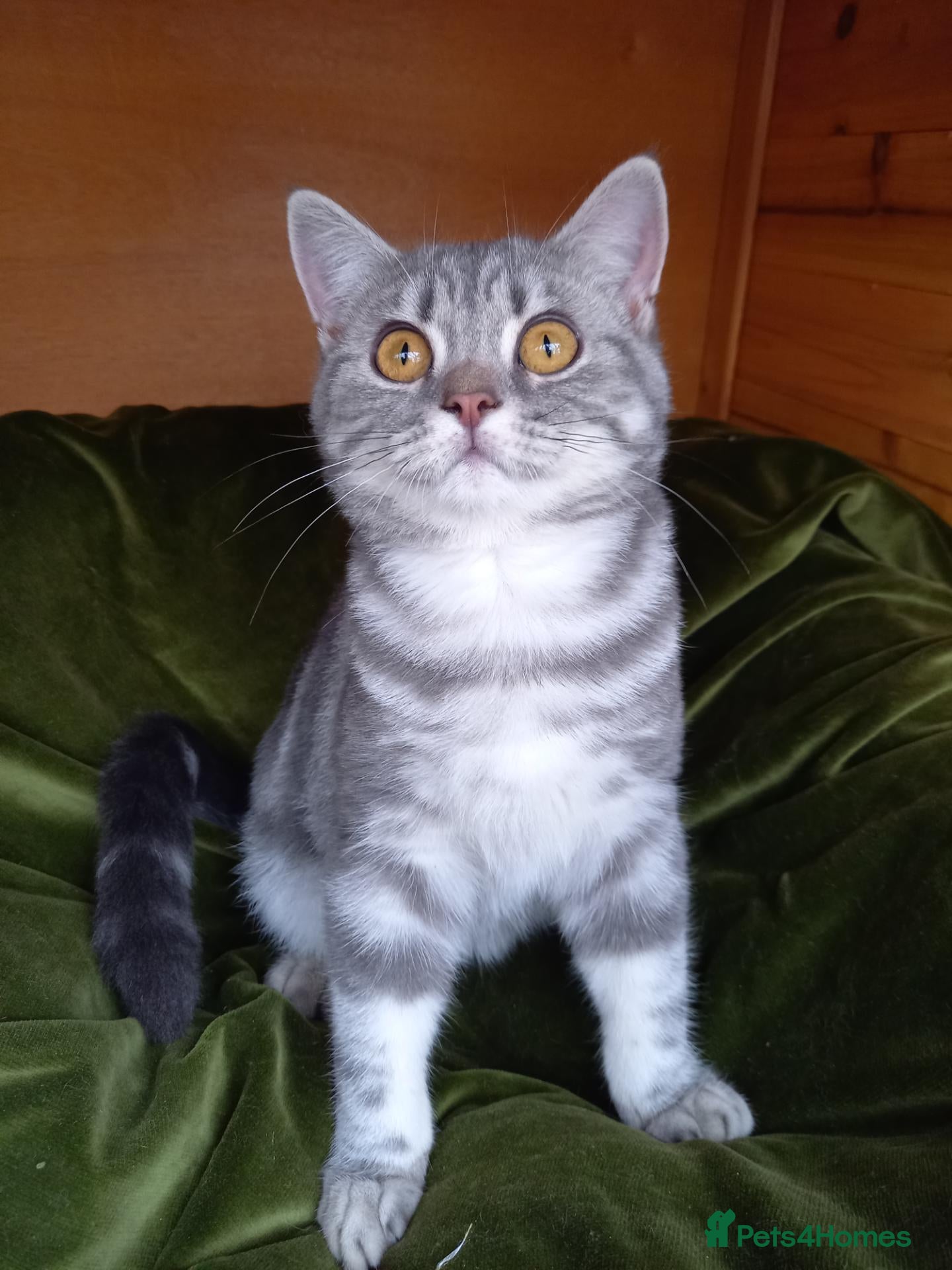 British Shorthair cats Super GCCF registered kittens  - Advert 1