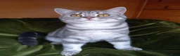 British Shorthair cats for sale: Super GCCF registered kittens  - Advert 1