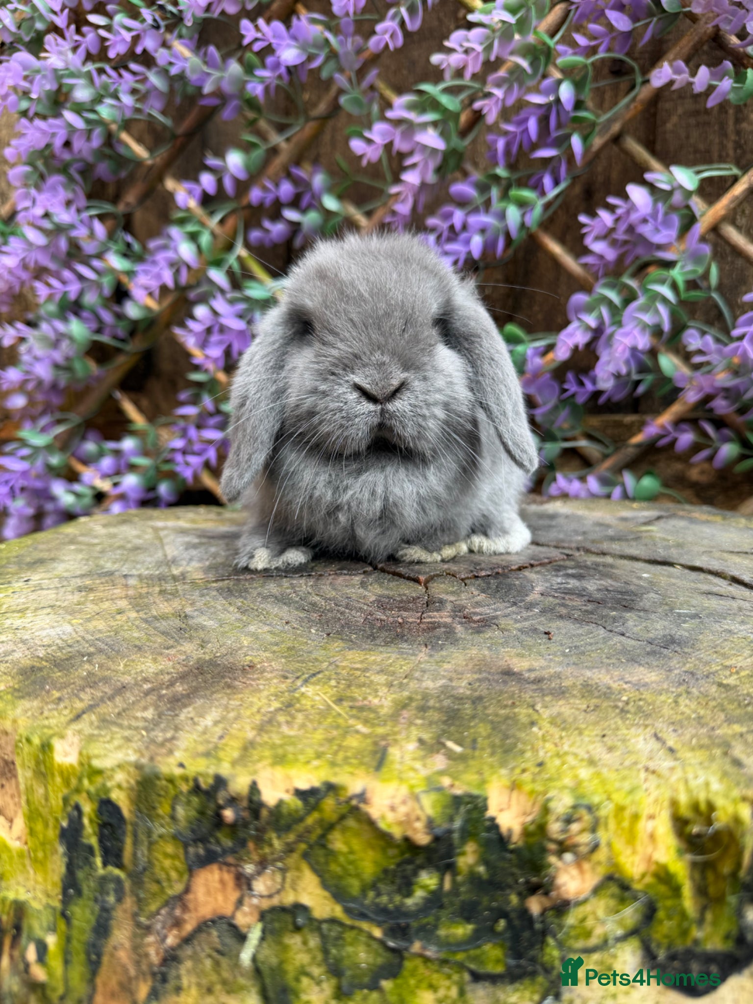 Mini Lop rabbits Mini Lop siblings  - Advert 18