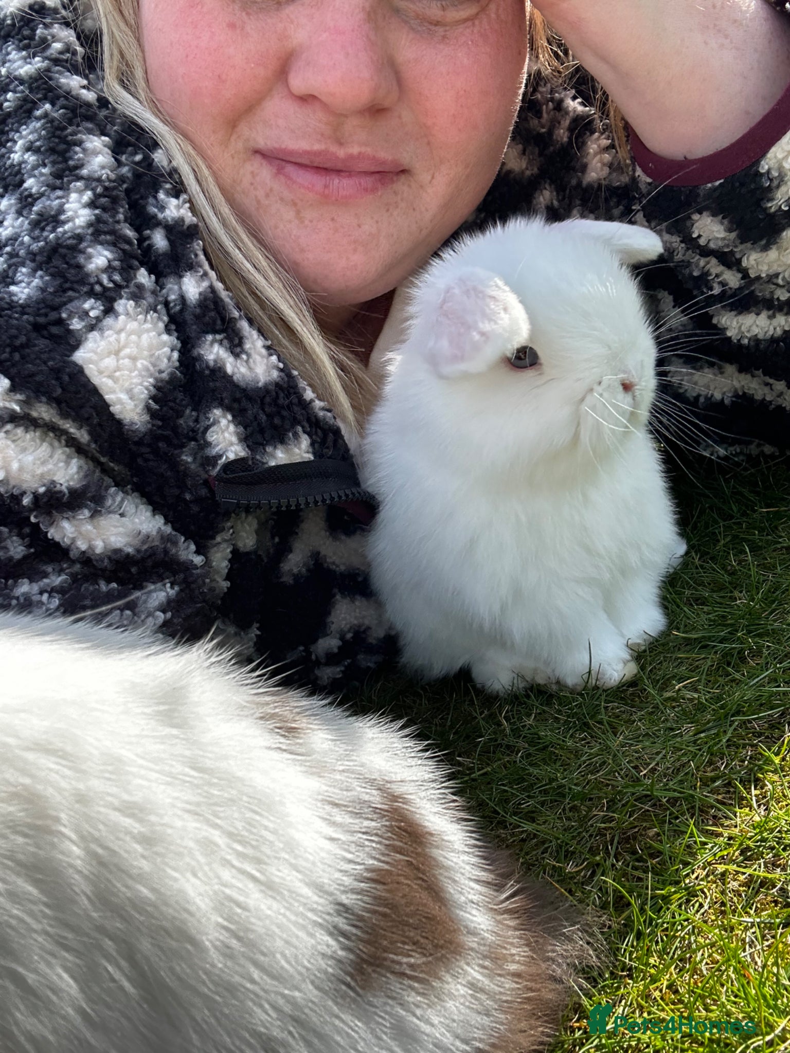 Mini Lop rabbits Mini Lop Babies – Raised with Love 💕 - Advert 2