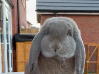 French Lop rabbits Fawn French lop 9 Months Old. - Advert 6