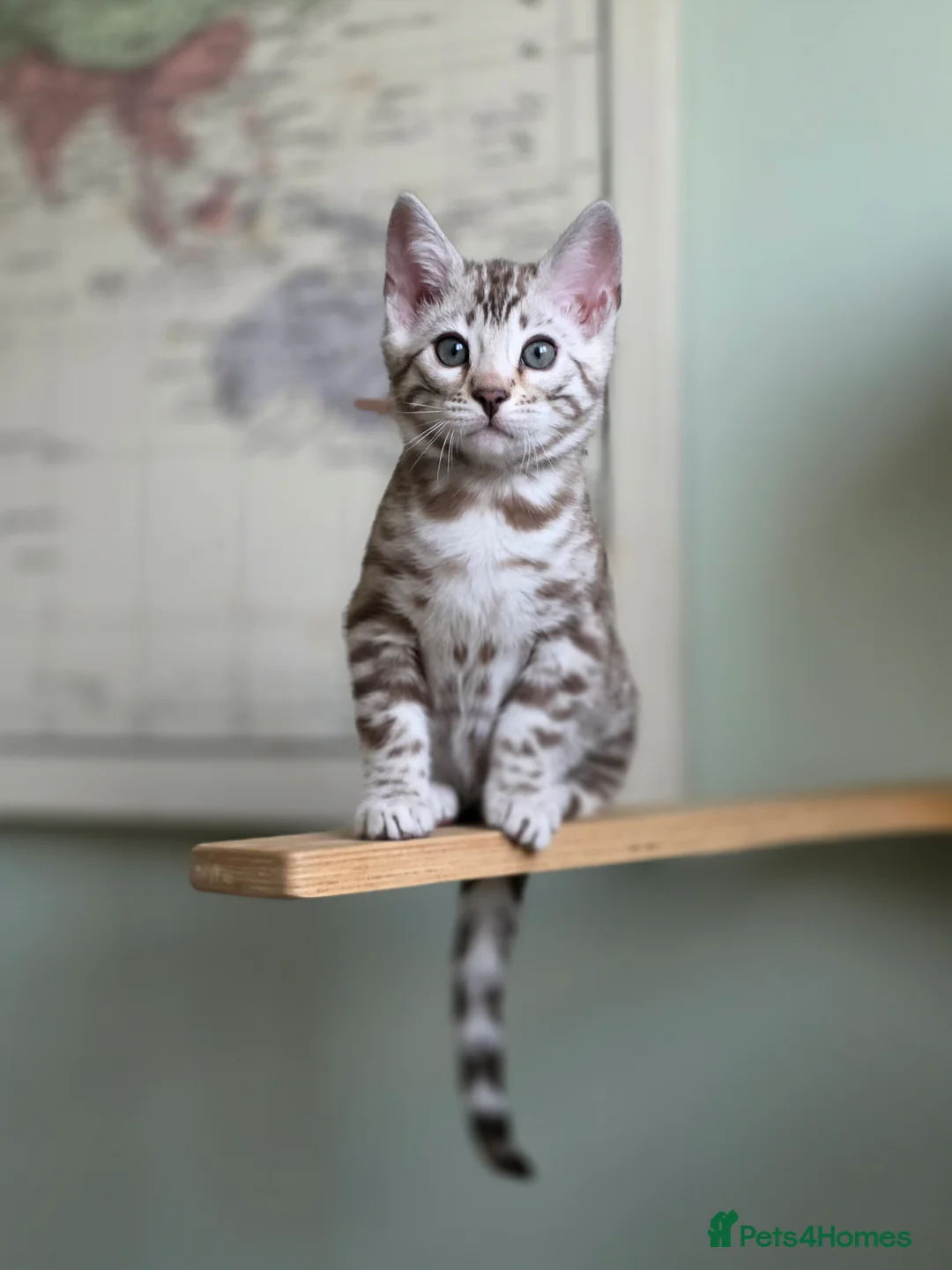 Bengal cats for sale: ❄️Outstanding Silver Snow Bengal Kittens❄️ - Advert 22